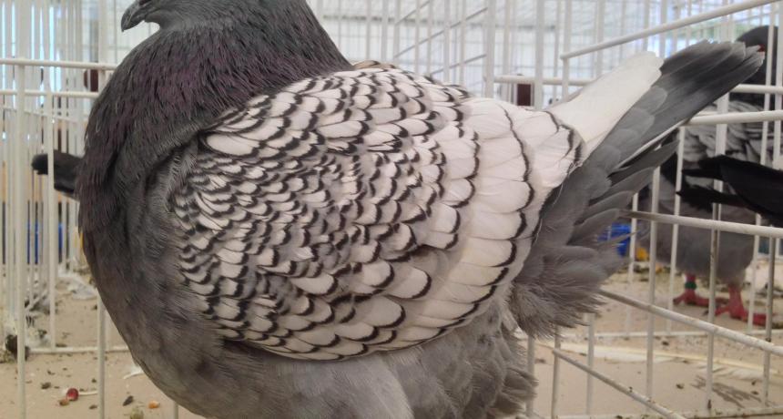 XXII. Csallóközi galambkiállítás