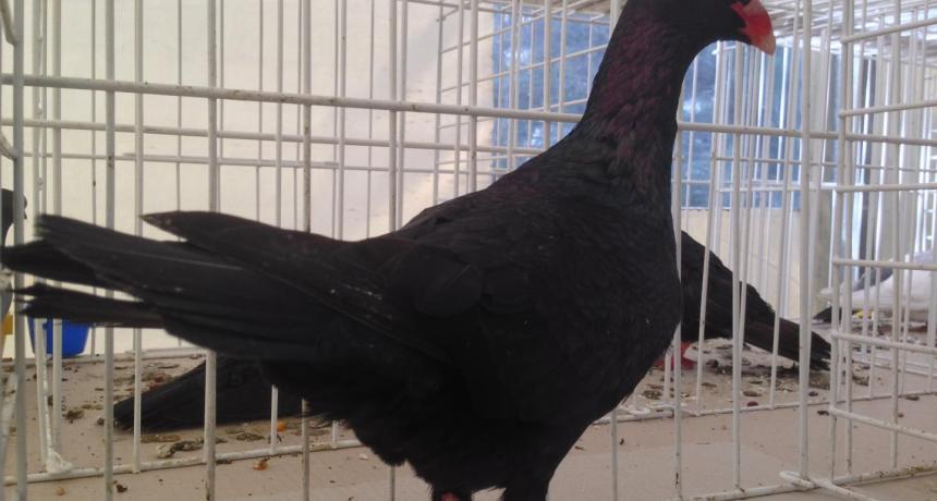 XXII. Csallóközi galambkiállítás