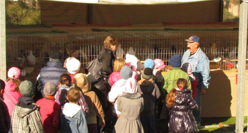 XXII. Csallóközi galambkiállítás