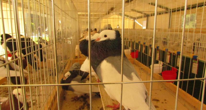 XXII. Csallóközi galambkiállítás