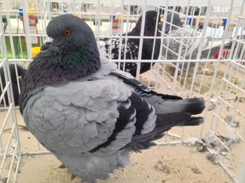 XXII. Csallóközi galambkiállítás