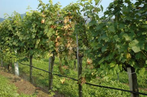 Zlaté žltnutie viniča - stručný návod ochrany 